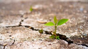 asphalt crack prevention in michigan A small green plant grows through a crack in weathered concrete pavement.